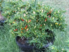 Little Elf Hot Pepper SEEDS ( Capsicum annuum ) - Caribbean garden seed