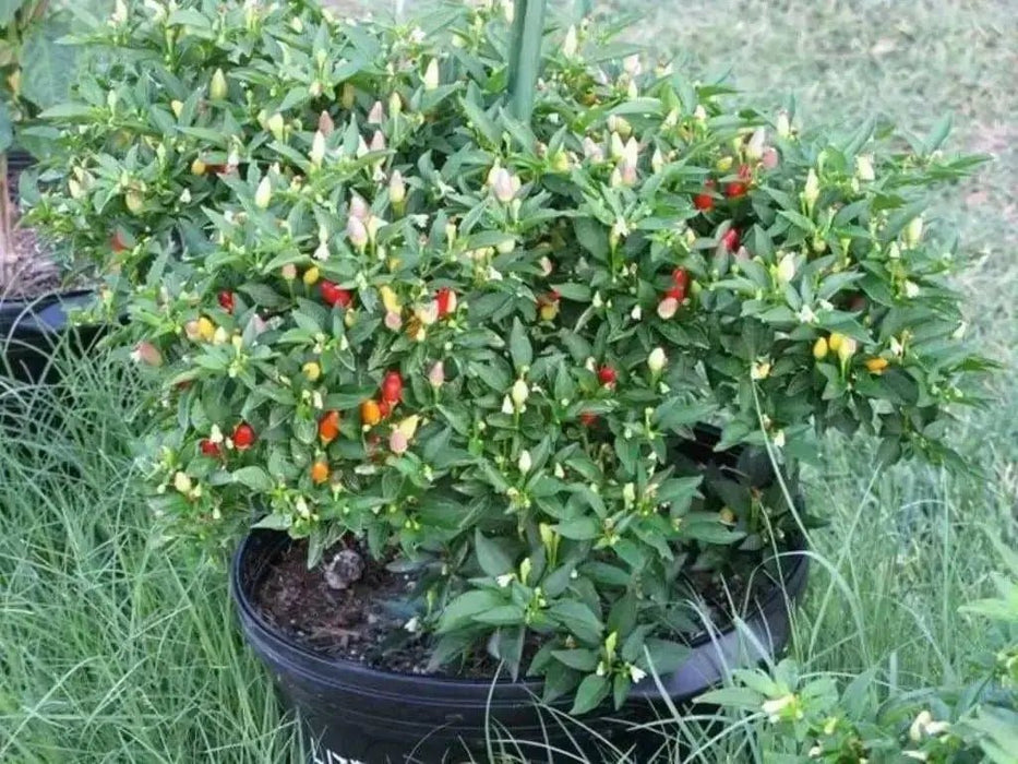 Little Elf Hot Pepper SEEDS ( Capsicum annuum ) - Caribbean garden seed