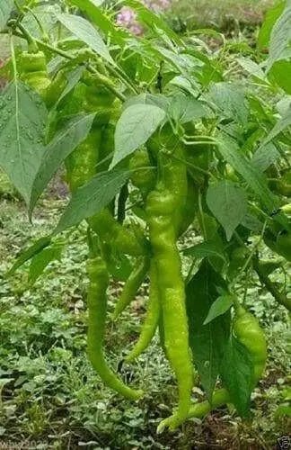 Lombardo Sweet Pepper Seeds - Italian pickling pepper - Caribbean garden seed