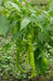 Lombardo Sweet Pepper Seeds - Italian pickling pepper - Caribbean garden seed