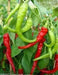 Lombardo Sweet Pepper Seeds - Italian pickling pepper - Caribbean garden seed