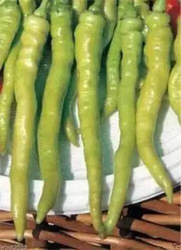 Lombardo Sweet Pepper Seeds - Italian pickling pepper - Caribbean garden seed