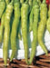 Lombardo Sweet Pepper Seeds - Italian pickling pepper - Caribbean garden seed