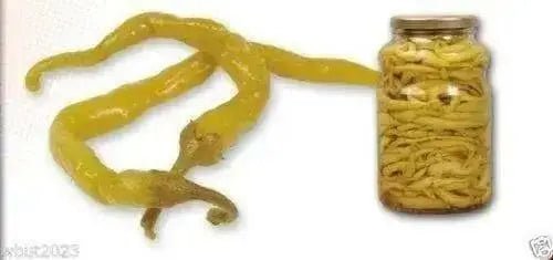 Lombardo Sweet Pepper Seeds - Italian pickling pepper - Caribbean garden seed