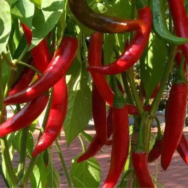 Lombok Chili Hot Pepper, PEPPER SEEDS ,Capsicum annuum - Caribbean garden seed