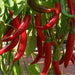 Lombok Chili Hot Pepper, PEPPER SEEDS ,Capsicum annuum - Caribbean garden seed