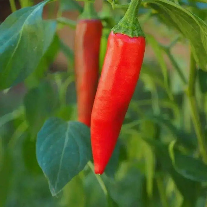 Lombok Chili Hot Pepper, PEPPER SEEDS ,Capsicum annuum - Caribbean garden seed