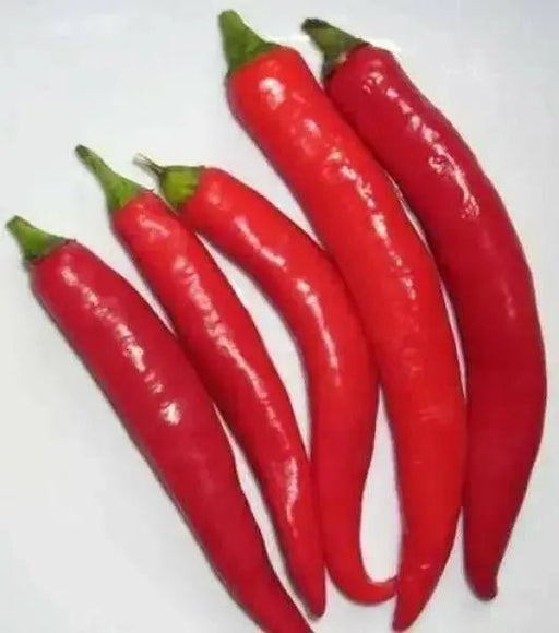 Lombok Chili Hot Pepper, PEPPER SEEDS ,Capsicum annuum - Caribbean garden seed