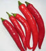 Lombok Chili Hot Pepper, PEPPER SEEDS ,Capsicum annuum - Caribbean garden seed