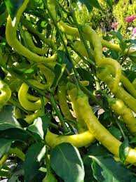 Pepper Seeds -Pepperoni sweet, - Caribbean garden seed