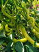 Pepper Seeds -Pepperoni sweet, - Caribbean garden seed