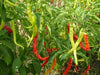 Pepper Seeds -Pepperoni sweet, - Caribbean garden seed