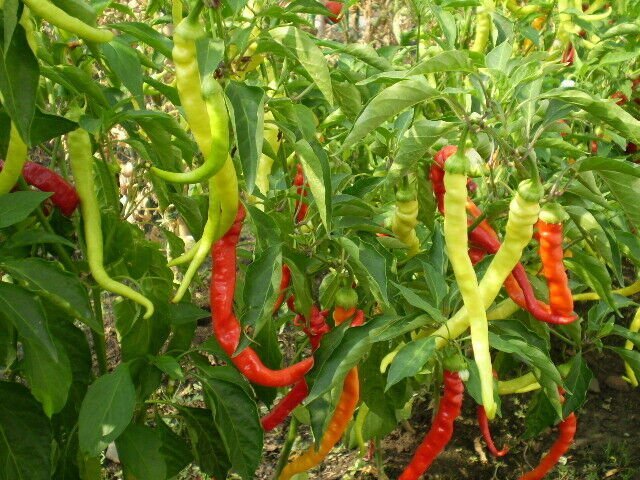 Pepper Seeds -Pepperoni sweet, - Caribbean garden seed