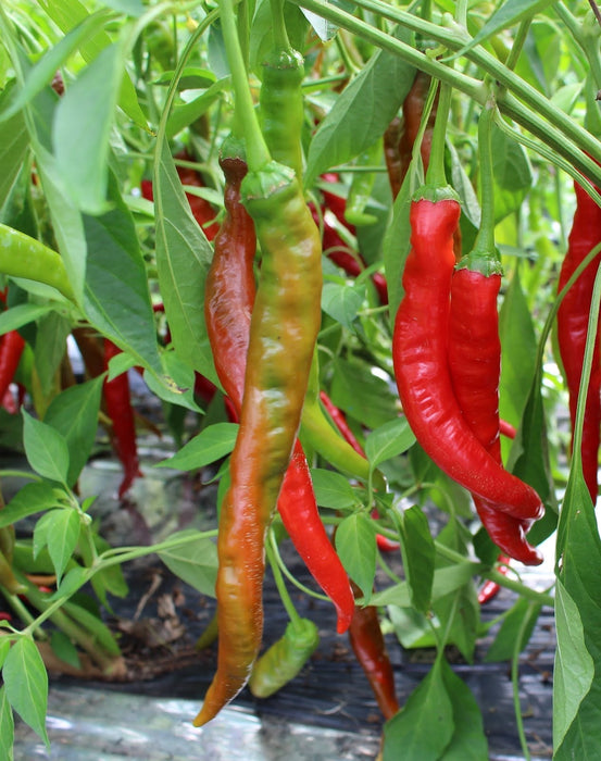 Pepper Seeds -Pepperoni sweet, - Caribbean garden seed