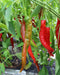 Pepper Seeds -Pepperoni sweet, - Caribbean garden seed
