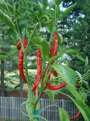 Cayenne Long Red Thin, Pepper SEEDS , Capsicum Annum, - Caribbean garden seed