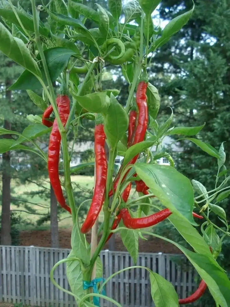 Cayenne Long Red Thin, Pepper SEEDS , Capsicum Annum, - Caribbean garden seed