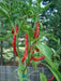 Cayenne Long Red Thin, Pepper SEEDS , Capsicum Annum, - Caribbean garden seed