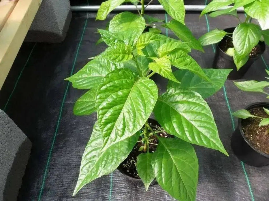 Cayenne Long Red Thin, Pepper SEEDS , Capsicum Annum, - Caribbean garden seed