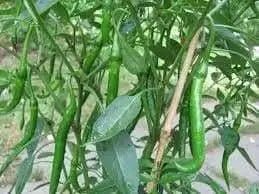 Cayenne Long Red Thin, Pepper SEEDS , Capsicum Annum, - Caribbean garden seed