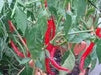 Cayenne Long Red Thin, Pepper SEEDS , Capsicum Annum, - Caribbean garden seed