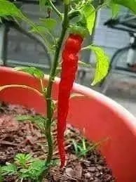 Cayenne Long Red Thin, Pepper SEEDS , Capsicum Annum, - Caribbean garden seed