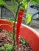 Cayenne Long Red Thin, Pepper SEEDS , Capsicum Annum, - Caribbean garden seed