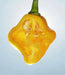 Trinidad Perfume Pepper Seeds,Capsicum chinense, SWEET,no heat - Caribbean garden seed