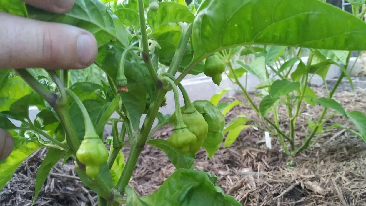 Trinidad Perfume Pepper Seeds,Capsicum chinense, SWEET,no heat - Caribbean garden seed