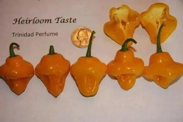 Trinidad Perfume Pepper Seeds,Capsicum chinense, SWEET,no heat - Caribbean garden seed