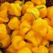 Trinidad Perfume Pepper Seeds,Capsicum chinense, SWEET,no heat - Caribbean garden seed