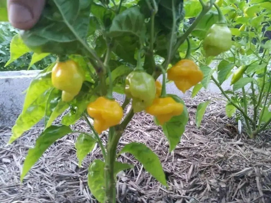 Trinidad Perfume Pepper Seeds,Capsicum chinense, SWEET,no heat - Caribbean garden seed