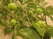 Trinidad Moruga Scorpion Pepper Seeds - (Capsicum chinense) Super hot - Caribbean garden seed