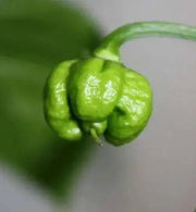 Trinidad Moruga Scorpion Pepper Seeds - (Capsicum chinense) Super hot - Caribbean garden seed