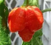 Trinidad Moruga Scorpion Pepper Seeds - (Capsicum chinense) Super hot - Caribbean garden seed