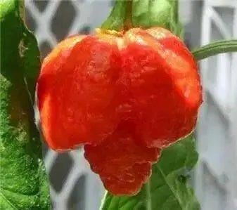 Trinidad Moruga Scorpion Pepper Seeds - (Capsicum chinense) Super hot - Caribbean garden seed