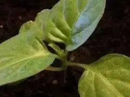 Trinidad Moruga Scorpion Pepper Seeds - (Capsicum chinense) Super hot - Caribbean garden seed