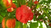 Trinidad Moruga Scorpion Pepper Seeds - (Capsicum chinense) Super hot - Caribbean garden seed