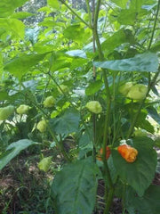 TRINIDAD Sweet Pepper seeds (Sweet/Mild) Capsicum chinense - Caribbean garden seed