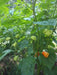 TRINIDAD Sweet Pepper seeds (Sweet/Mild) Capsicum chinense - Caribbean garden seed