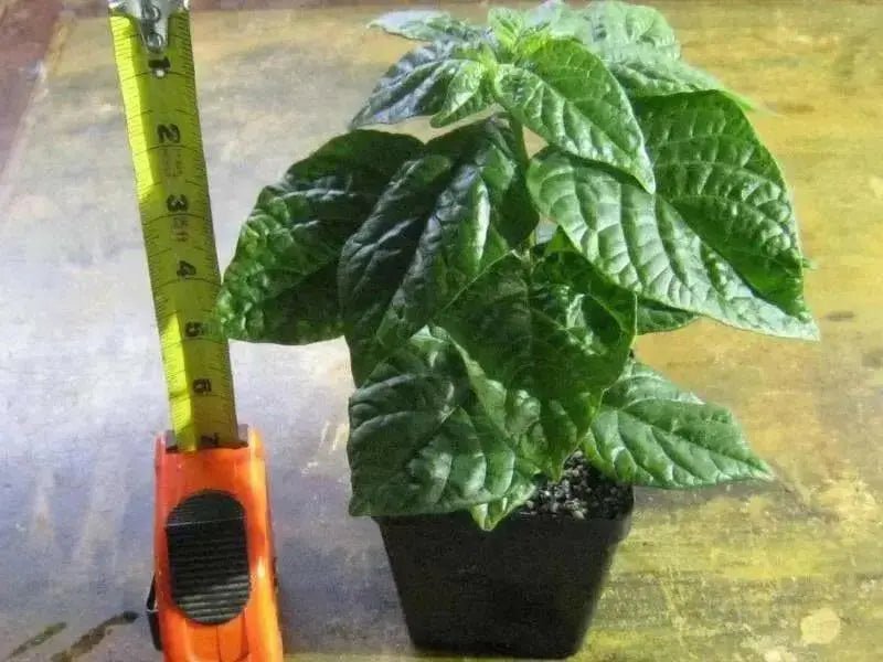 TRINIDAD Sweet Pepper seeds (Sweet/Mild) Capsicum chinense - Caribbean garden seed