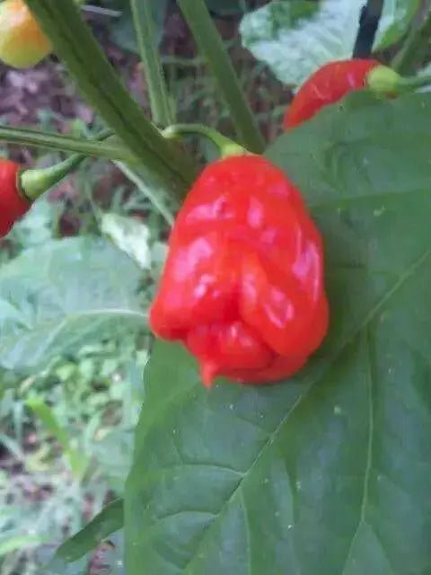 TRINIDAD Sweet Pepper seeds (Sweet/Mild) Capsicum chinense - Caribbean garden seed