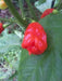 TRINIDAD Sweet Pepper seeds (Sweet/Mild) Capsicum chinense - Caribbean garden seed