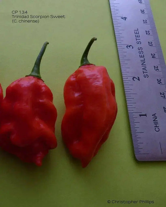 TRINIDAD Sweet Pepper seeds (Sweet/Mild) Capsicum chinense - Caribbean garden seed