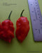 TRINIDAD Sweet Pepper seeds (Sweet/Mild) Capsicum chinense - Caribbean garden seed