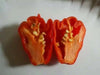 TRINIDAD Sweet Pepper seeds (Sweet/Mild) Capsicum chinense - Caribbean garden seed