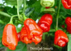 TRINIDAD Sweet Pepper seeds (Sweet/Mild) Capsicum chinense - Caribbean garden seed