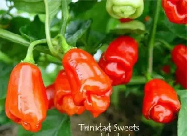 TRINIDAD Sweet Pepper seeds (Sweet/Mild) Capsicum chinense - Caribbean garden seed