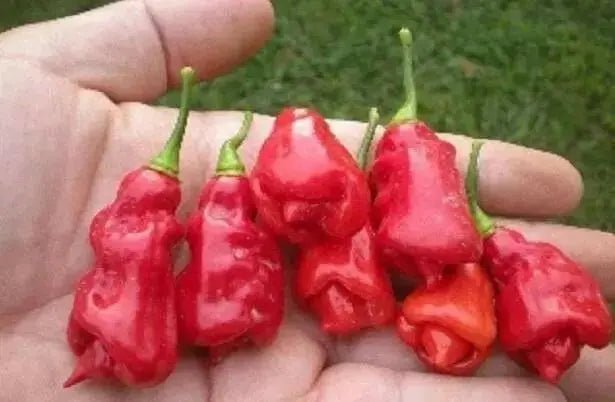 TRINIDAD Sweet Pepper seeds (Sweet/Mild) Capsicum chinense - Caribbean garden seed