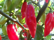 Trinidad pimento peppers Seeds, (Capsicum chinense) Caribbean SEASONING PEPPER - Caribbean garden seed